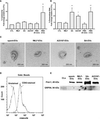 Extracellular vesicles from A23187-treated neutrophils cause cGAS-STING-dependent IL-6 production by macrophages